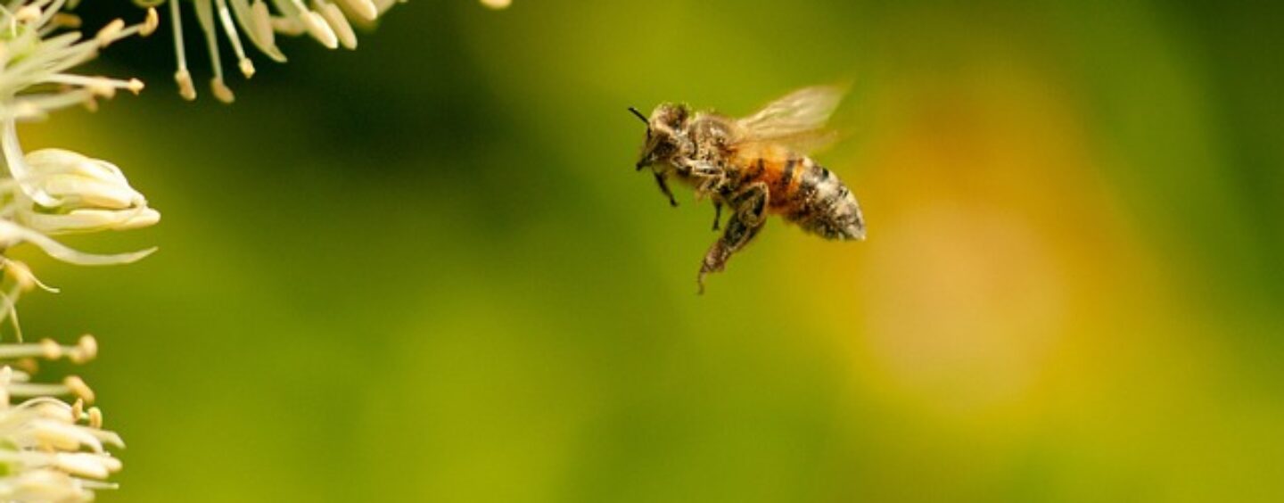 Concorso fotografico “Obiettivo api”