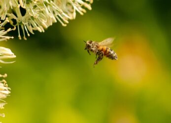 Concorso fotografico “Obiettivo api”