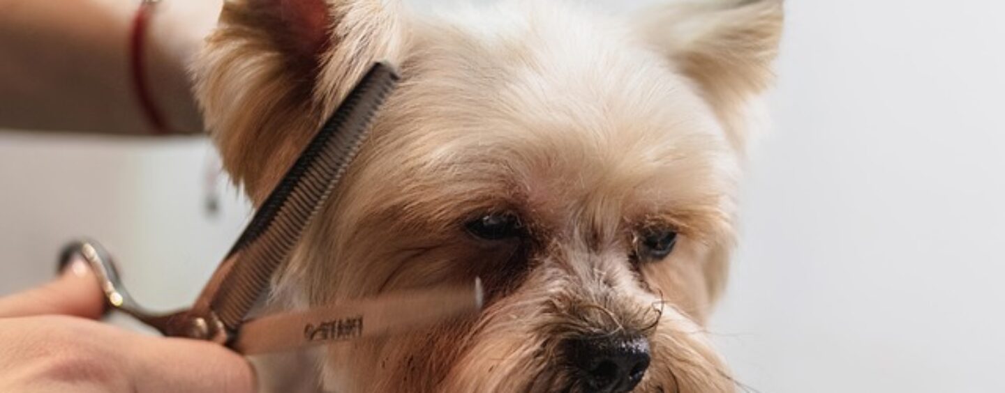 Toelettatura: corso gratuito