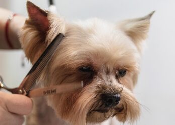 Toelettatura: corso gratuito