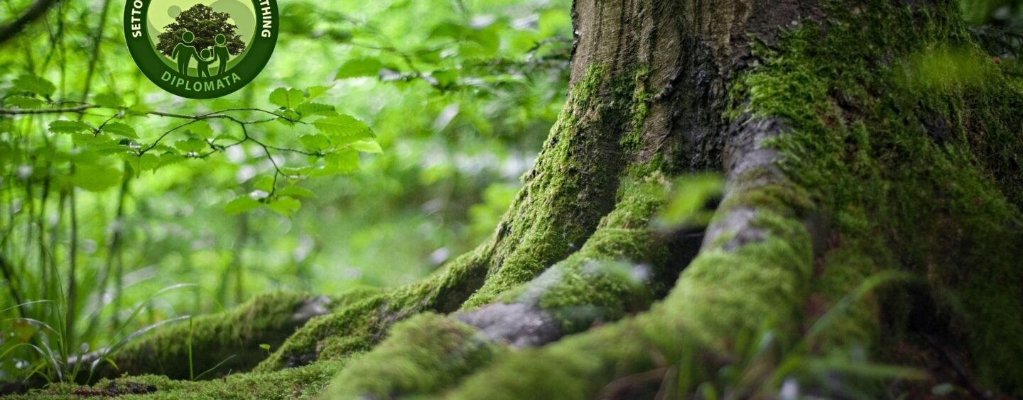 FOREST BATHING – Immersioni in Natura | @corpomentenatura