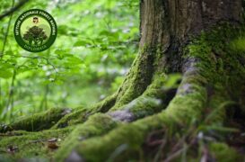 FOREST BATHING – Immersioni in Natura | @corpomentenatura